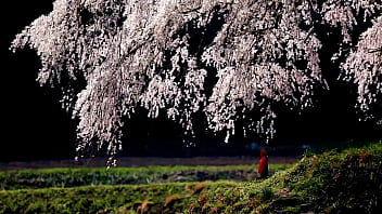 Musim Semi Jepang Yang Menggairahkan